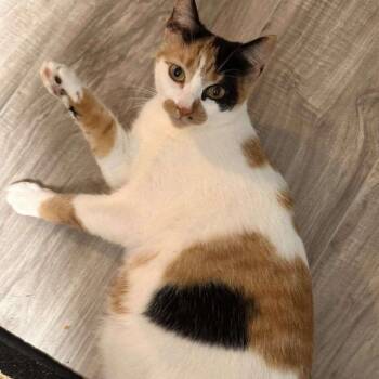 Domestic Short Hair Cats Available for Adoption - Chloe | PetCurious