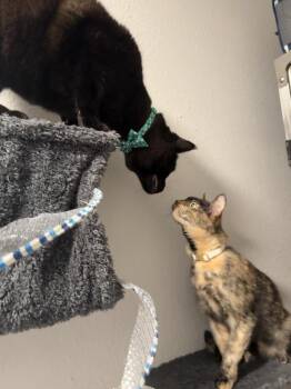 Bombay Cats Available for Adoption in Littleton, Colorado - Panther | PetCurious