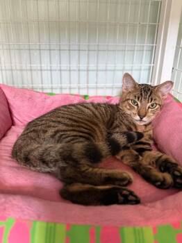 Mack -  Domestic Short Hair Cat for Adoption in Kingsland, Georgia - Mack | PetCurious