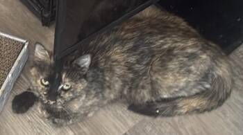 Isa Mariposa -  Tortoiseshell and Domestic Short Hair Cat for Adoption in Chandler, Arizona - Isa Mariposa | PetCurious