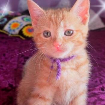 Purple -  Domestic Short Hair Cat for Adoption in Green Bay, Wisconsin - Purple | PetCurious