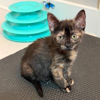 Morgan -  Domestic Short Hair Cat for Adoption in Huntsville, Alabama - Morgan | PetCurious