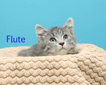 Flute -  Domestic Short Hair Cat for Adoption in Parma, Ohio - Flute | PetCurious