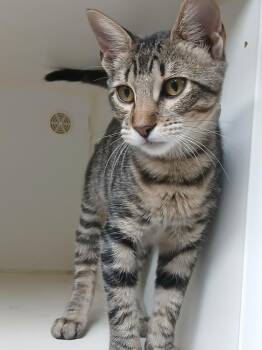 Marlow Finch -  Domestic Short Hair Cat for Adoption in Fort Worth, Texas - Marlow Finch | PetCurious