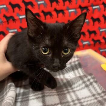 Mallorie -  Domestic Short Hair Cat for Adoption in Washburn, Missouri - Mallorie | PetCurious