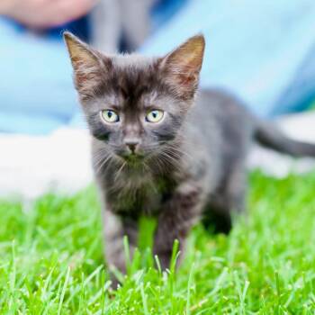 Sooty 22812 -  Domestic Short Hair Cat for Adoption in Minneapolis, Minnesota - Sooty 22812 | PetCurious