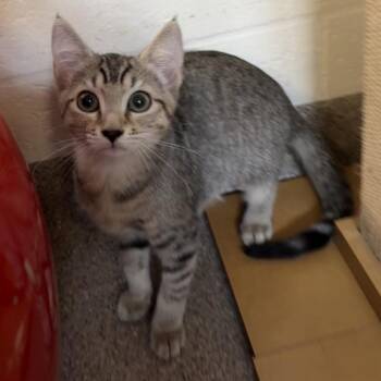 Wren -  Domestic Short Hair Cat for Adoption in Sarasota, Florida - Wren | PetCurious