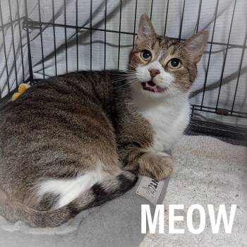Rescue Domestic Short Hair and Tabby Cats for Adoption in Griffith, Indiana - MEOW | PetCurious