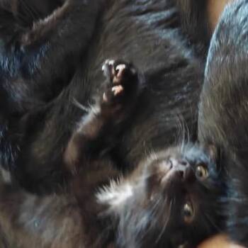 Hattie -  Domestic Short Hair Cat for Adoption in Overland Park, Kansas - Hattie | PetCurious