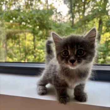 Squish -  Domestic Medium Hair Cat for Adoption in High View, West Virginia - Squish | PetCurious