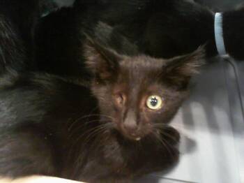 A1266683 -  Domestic Short Hair Cat for Adoption in Charlotte, North Carolina - A1266683 | PetCurious