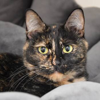 Rescue Tortoiseshell Cats for Adoption in Dallas, Texas - Katy | PetCurious
