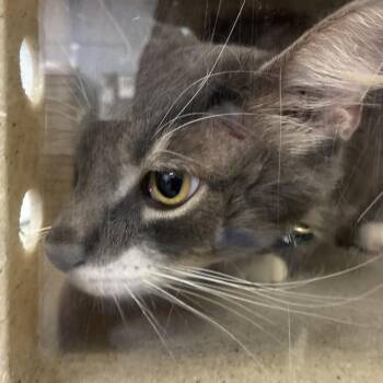 Durango -  Domestic Short Hair Cat for Adoption in Philadelphia, Pennsylvania - Durango | PetCurious