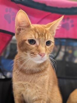 Rescue Domestic Short Hair Cats for Adoption in Honolulu, Hawaii - Chal Su | PetCurious