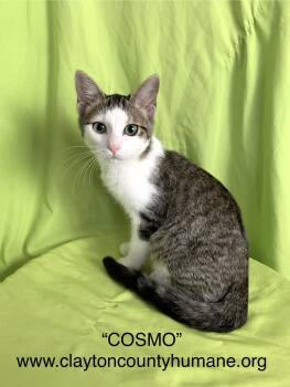 Rescue Tabby Cats for Adoption in Locust Grove, Georgia - Cosmo - CCHS | PetCurious