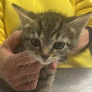 Domestic Short Hair Cats Available for Adoption in Fredericksburg, Virginia - Moonsea Marauder | PetCurious