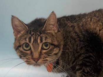 Loki -  Domestic Short Hair Cat for Adoption in Golden Valley, Minnesota - Loki | PetCurious
