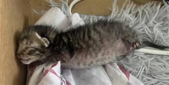 Domestic Short Hair Cats Available for Adoption in Dallas, Texas - COAL | PetCurious
