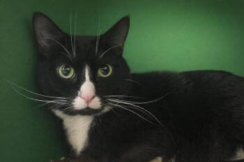 Tuxedo Cats Available for Adoption in Waldorf, Maryland - ANTHONY  #3816 | PetCurious