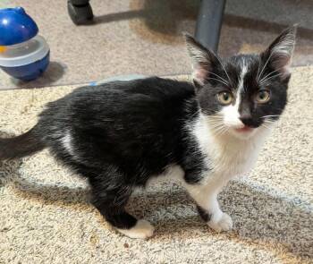 Rescue Domestic Short Hair Cats for Adoption in Poplar Grove, Illinois - Frankenstein | PetCurious