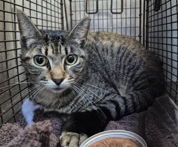 Domestic Short Hair Cats Available for Adoption in San Antonio, Texas - MONDAY | PetCurious