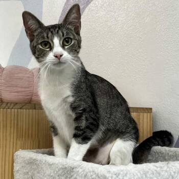 Emily -  Domestic Short Hair Cat for Adoption in Yucca Valley, California - Emily | PetCurious