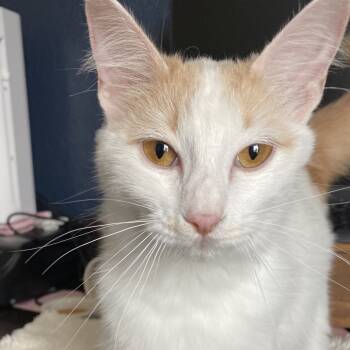 Rescue Domestic Medium Hair Cats for Adoption in Aledo, Texas - Carlita | PetCurious