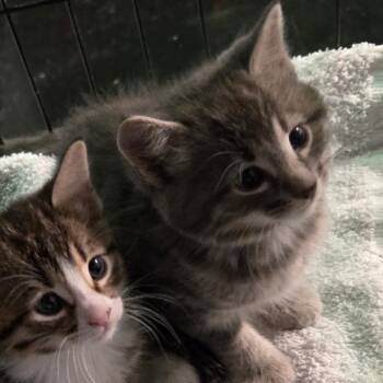 Domestic Short Hair Cats Available for Adoption - Oxygen | PetCurious