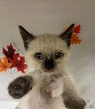 Domestic Short Hair Cats Available for Adoption - SPOT | PetCurious