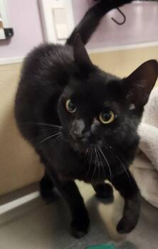 Izzy -  Domestic Short Hair Cat for Adoption in Vancouver, Washington - Izzy | PetCurious