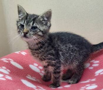Dolly -  Domestic Short Hair Cat for Adoption in Washington Court House, Ohio - Dolly | PetCurious