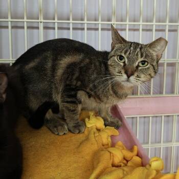 Gracie -  Domestic Short Hair Cat for Adoption in Madison, Wisconsin - Gracie | PetCurious