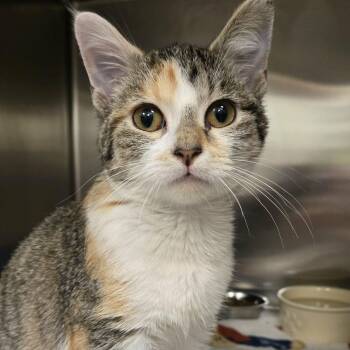 Rescue Domestic Short Hair Cats for Adoption in Martinsville, Indiana - Chestnut | PetCurious