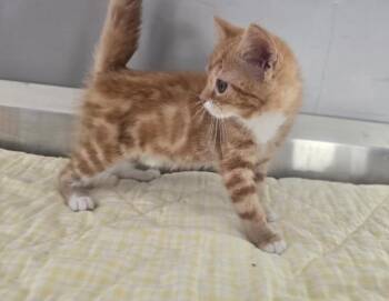 Allegra -  Domestic Short Hair Cat for Adoption in Dickson, Tennessee - Allegra | PetCurious