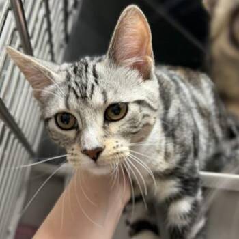 Iggy (Bonded to Tiggs) -  Domestic Short Hair Cat for Adoption in Wheaton, Illinois - Iggy (Bonded To Tiggs) | PetCurious