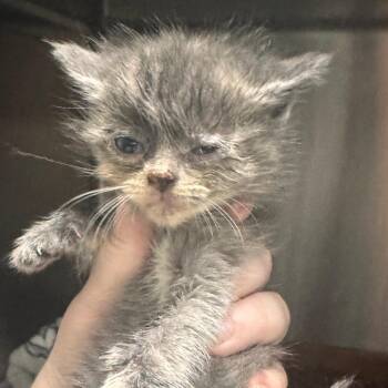 Kroger -  Domestic Short Hair Cat for Adoption in Marion, Virginia - Kroger | PetCurious