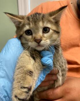 Rocko -  Domestic Short Hair Cat for Adoption in St. Ignace, Michigan - Rocko | PetCurious