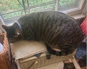 Domestic Short Hair Cats Available for Adoption - Lucky Cat | PetCurious