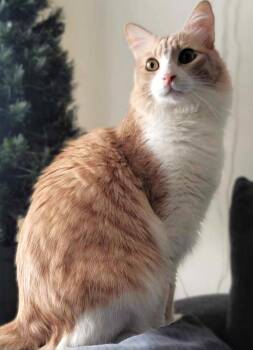 Rescue Turkish Van and Turkish Angora Cats for Adoption in Mississauga, Ontario - Let