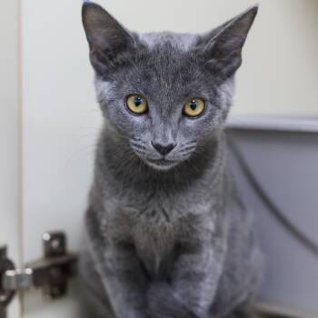 Rescue Domestic Short Hair Cats for Adoption in Los Angeles, California - Amber | PetCurious