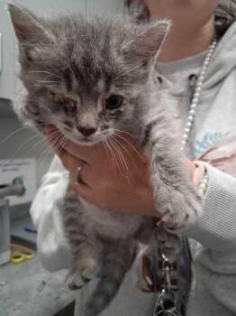 Sally Joe -  Domestic Short Hair Cat for Adoption in Sevierville, Tennessee - Sally Joe | PetCurious