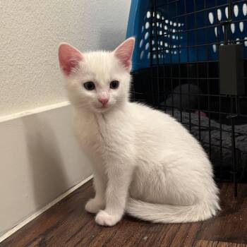 Domestic Short Hair Cats Available for Adoption in Garland, Texas - Cadence | PetCurious