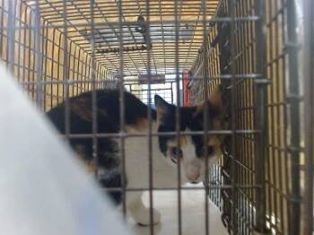 CALI -  Domestic Short Hair Cat for Adoption in Doral, Florida - CALI | PetCurious