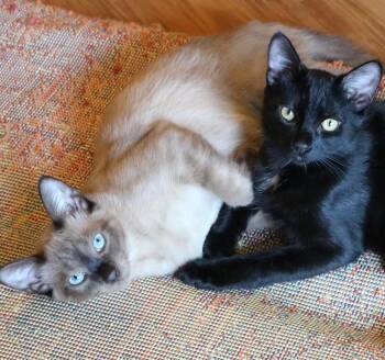 Mochi & Licorice (Bonded Brothers) -  Siamese Cat for Adoption in Villa Park, California - Mochi & Licorice (Bonded Brothers) | PetCurious