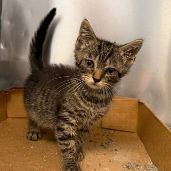 Cruz -  Domestic Short Hair Cat for Adoption in Martinsville, Virginia - Cruz | PetCurious