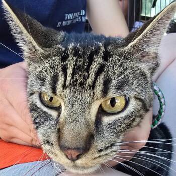 Ziggy -  Domestic Short Hair Cat for Adoption in Klamath Falls, Oregon - Ziggy | PetCurious