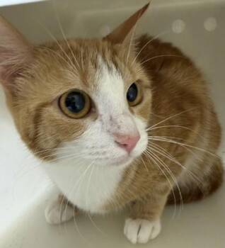 Domestic Short Hair Cats Available for Adoption - Bee | PetCurious