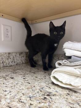 Victoria -  Domestic Medium Hair Cat for Adoption in Salmon, Idaho - Victoria | PetCurious