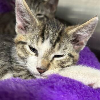 Otter -  Domestic Short Hair Cat for Adoption in Taos, New Mexico - Otter | PetCurious