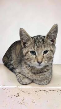 Gerry -  Domestic Short Hair Cat for Adoption in Sullivan, Indiana - Gerry | PetCurious